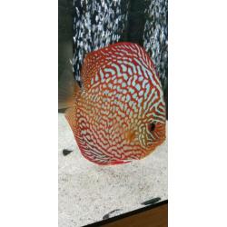 Discus jong 6 en 7 cm Galaxy turquase!!