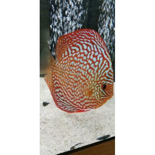 Discus jong 6 en 7 cm Galaxy turquase!!