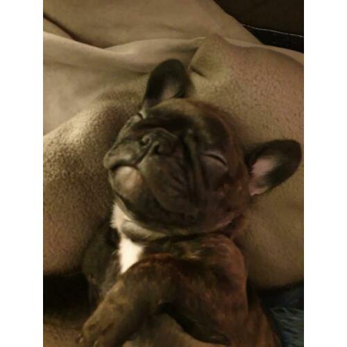 Franse bulldog, reutje, 16 weken oud
