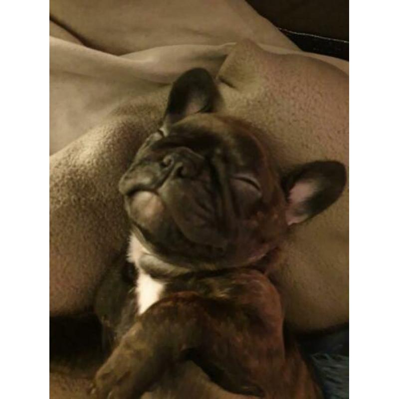 Franse bulldog, reutje, 16 weken oud