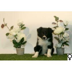 Border Collie pups
