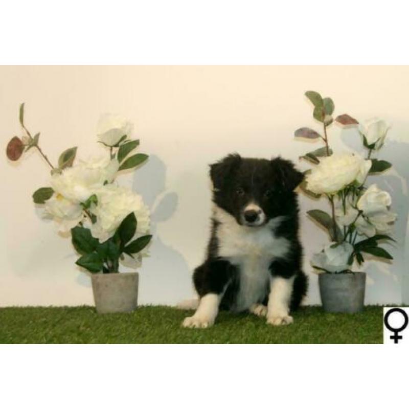 Border Collie pups