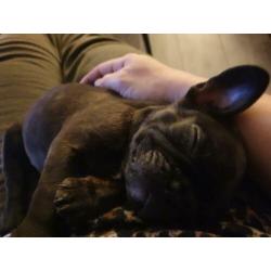 Franse bulldog, reutje, 16 weken oud
