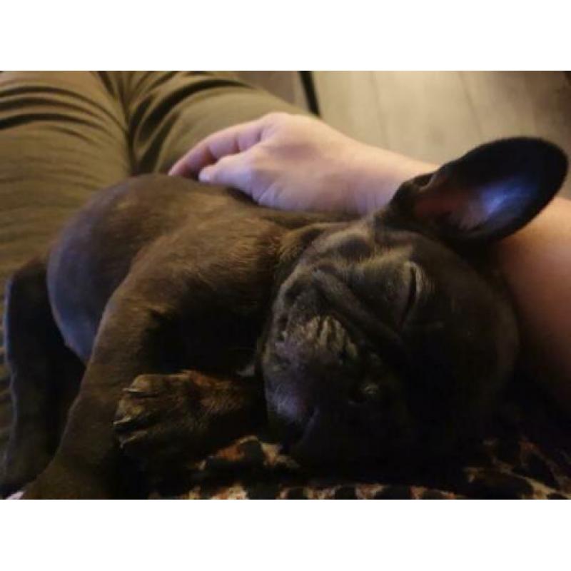 Franse bulldog, reutje, 16 weken oud