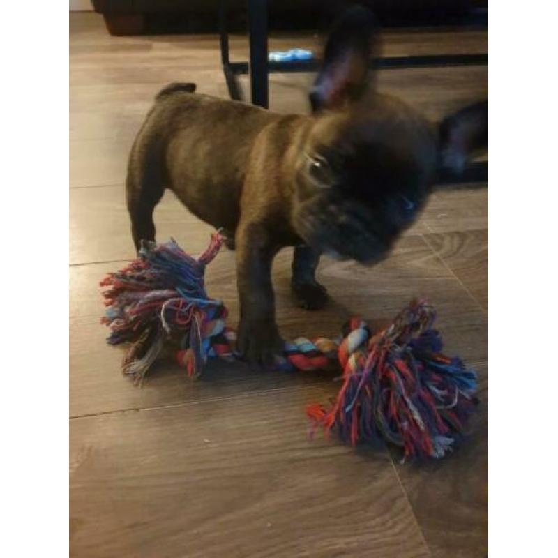 Franse bulldog, reutje, 16 weken oud