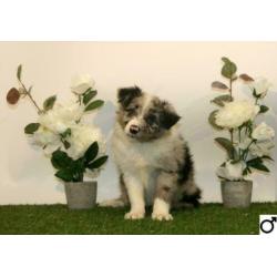 Border Collie pups