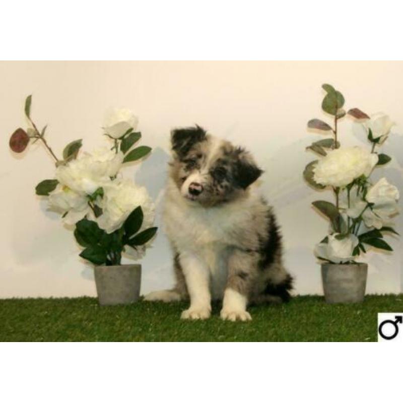 Border Collie pups
