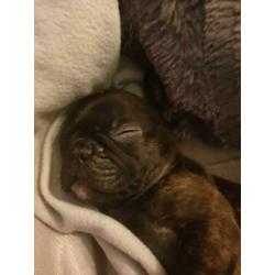 Franse bulldog, reutje, 16 weken oud