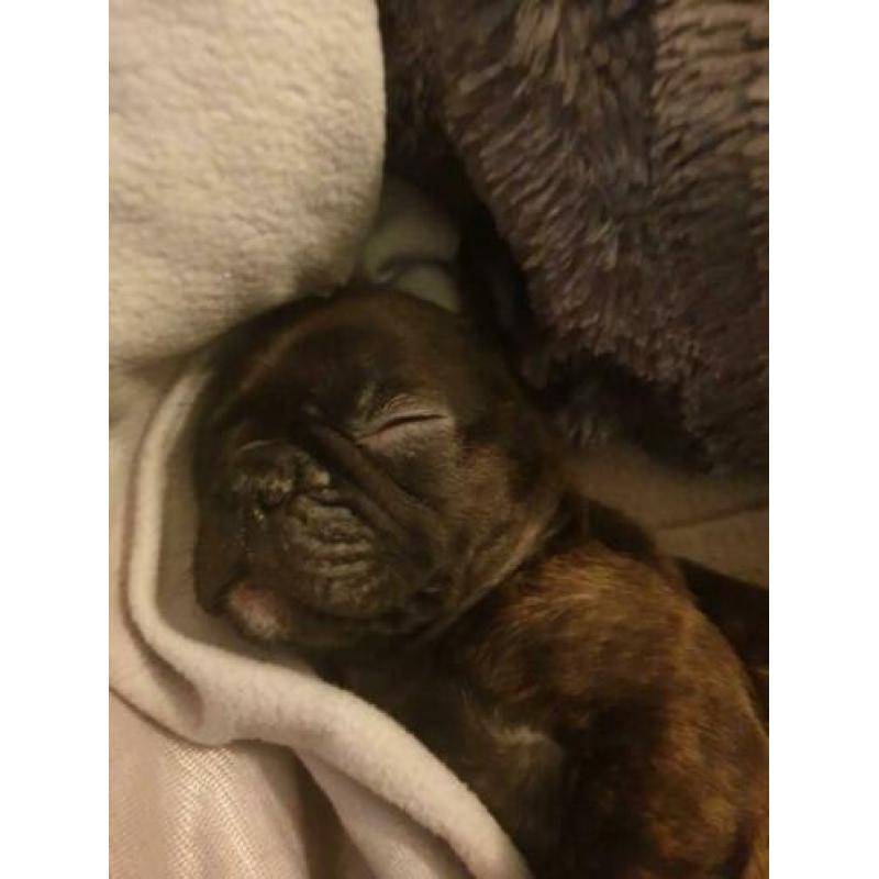 Franse bulldog, reutje, 16 weken oud