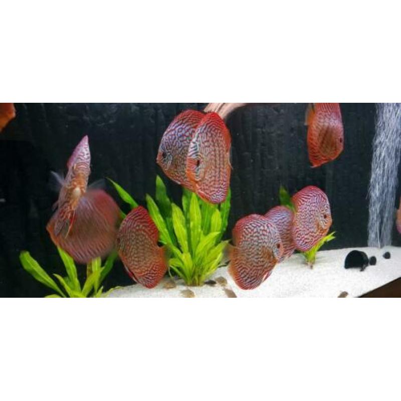 Discus jong 6 en 7 cm Galaxy turquase!!