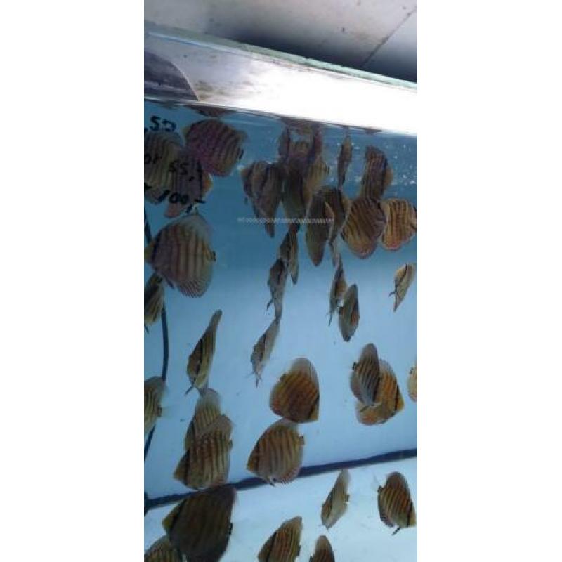 Discus jong 6 en 7 cm Galaxy turquase!!