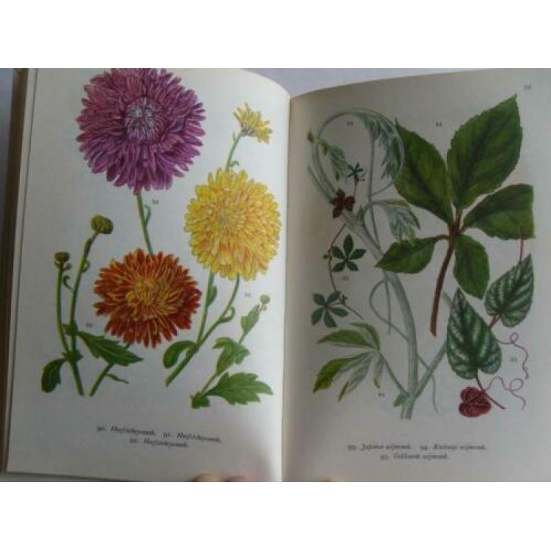 Meulenhoff Bibliotheek voor de natuur KAMERPLANTEN