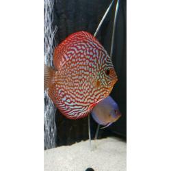 Discus jong 6 en 7 cm Galaxy turquase!!