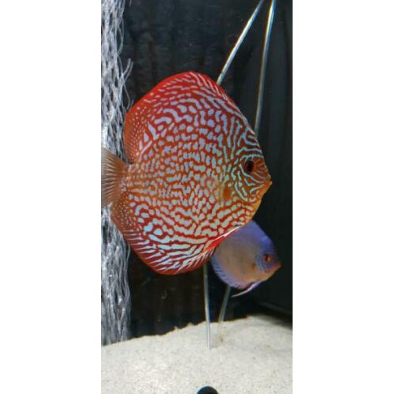Discus jong 6 en 7 cm Galaxy turquase!!