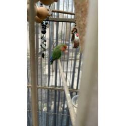 Agapornis gratis ophalen
