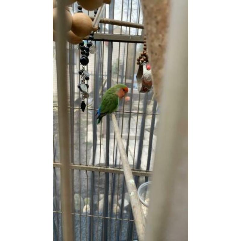 Agapornis gratis ophalen