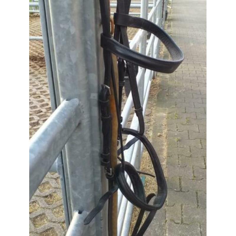 Te koop haflinger hoofdstel