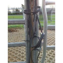 Te koop haflinger hoofdstel