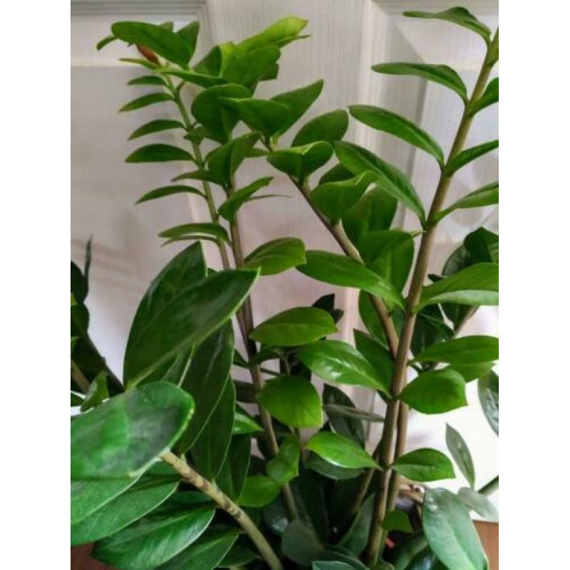 Mand met mooie gezonde Plant