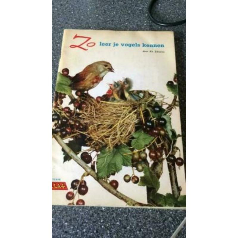 Zo leer je vogels kennen