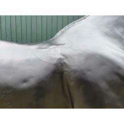 Polyester Paard .... met storm schade .