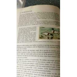 Zo leer je vogels kennen