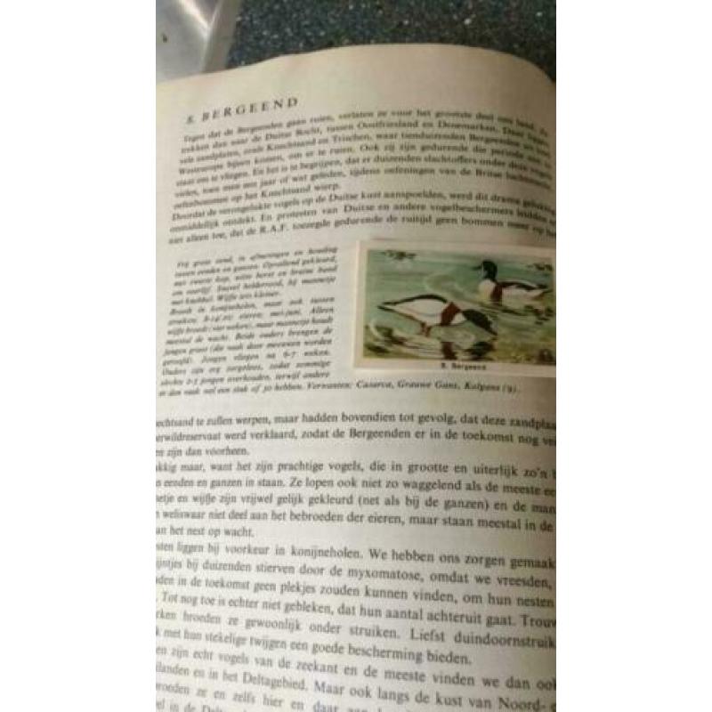 Zo leer je vogels kennen