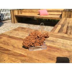 Dinosauruspoep COPROLITE