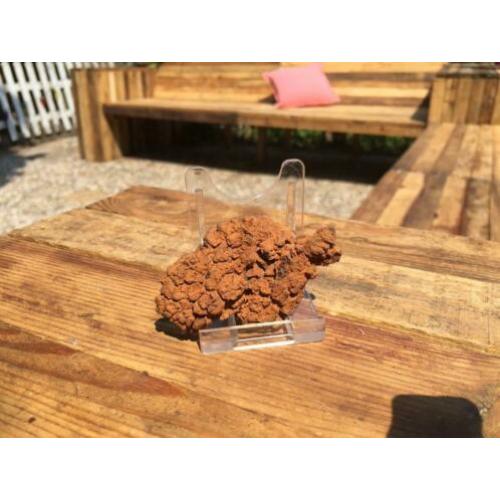 Dinosauruspoep COPROLITE
