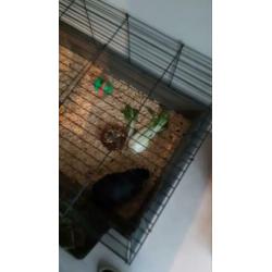 Grote konijnenhok met 2 cavia’s