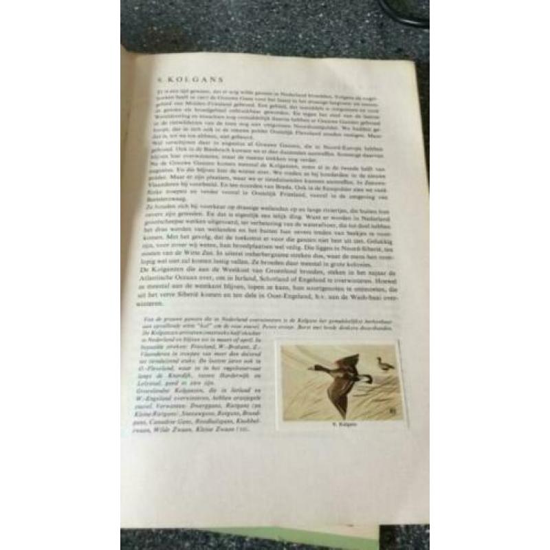 Zo leer je vogels kennen