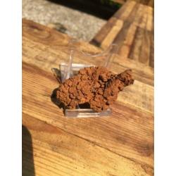 Dinosauruspoep COPROLITE