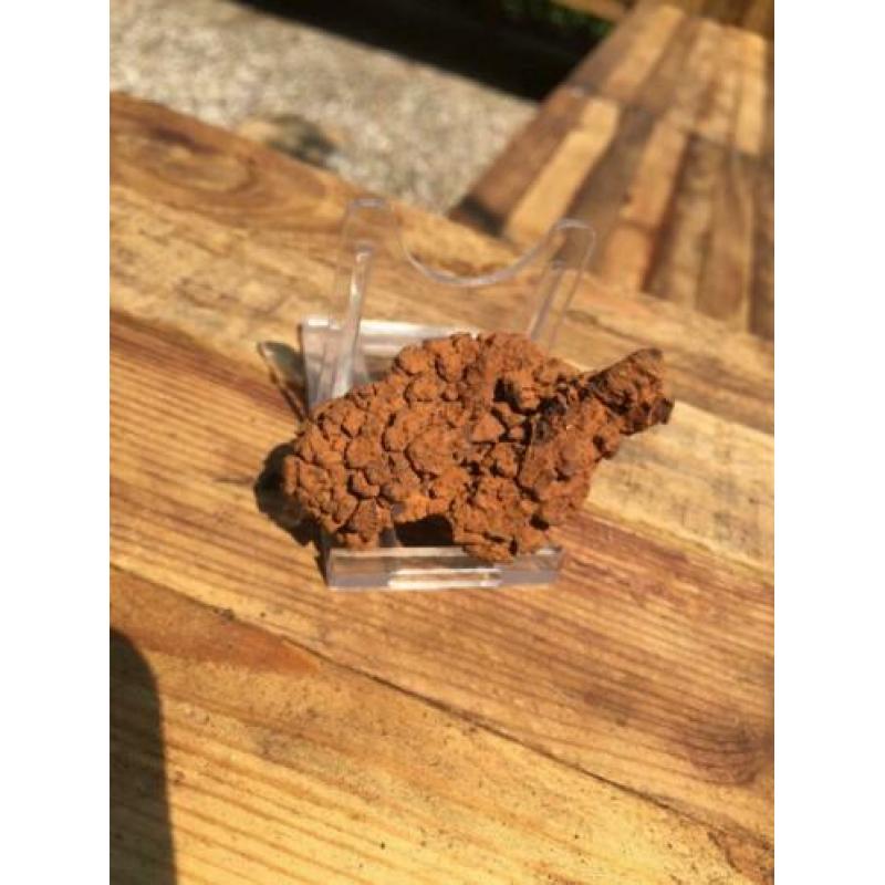 Dinosauruspoep COPROLITE