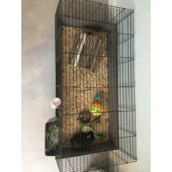Grote konijnenhok met 2 cavia’s
