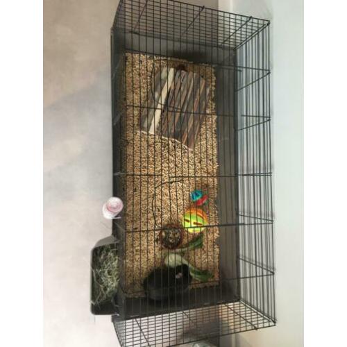 Grote konijnenhok met 2 cavia’s