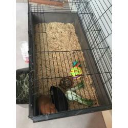 Grote konijnenhok met 2 cavia’s