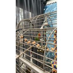 Agapornis gratis ophalen