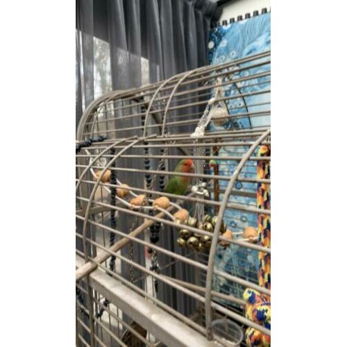 Agapornis gratis ophalen