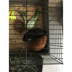 Grote konijnenhok met 2 cavia’s