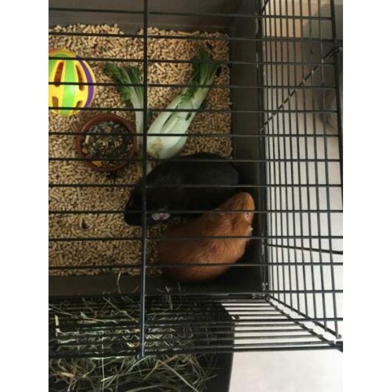 Grote konijnenhok met 2 cavia’s
