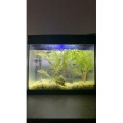 Aquarium met pomp verwarming en guppies
