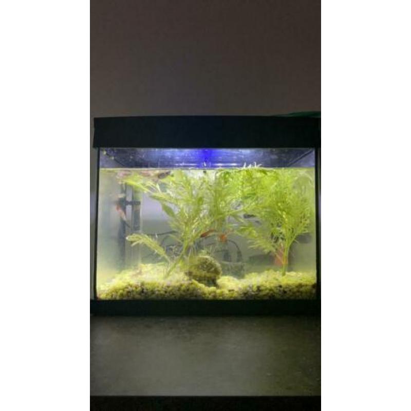 Aquarium met pomp verwarming en guppies