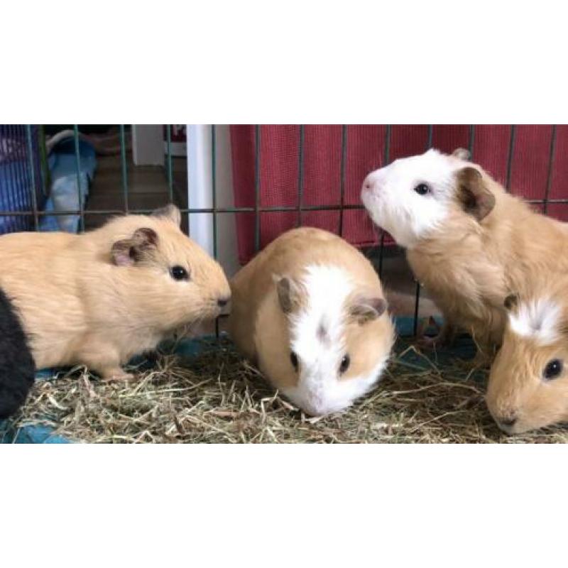 3 caviaberen XL! aangeboden