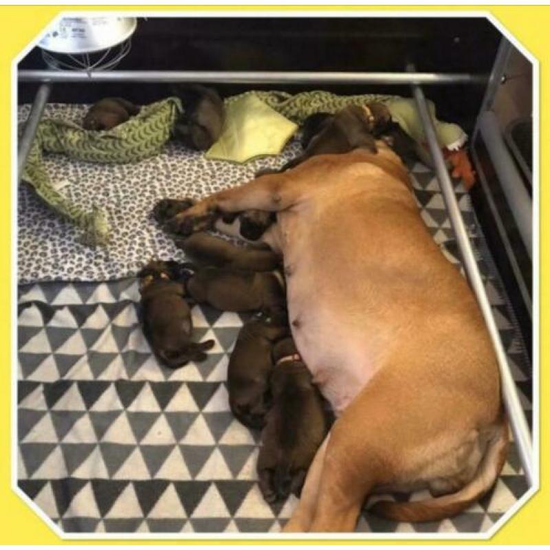 Bullmastiff pups uit Int.kampioen combi