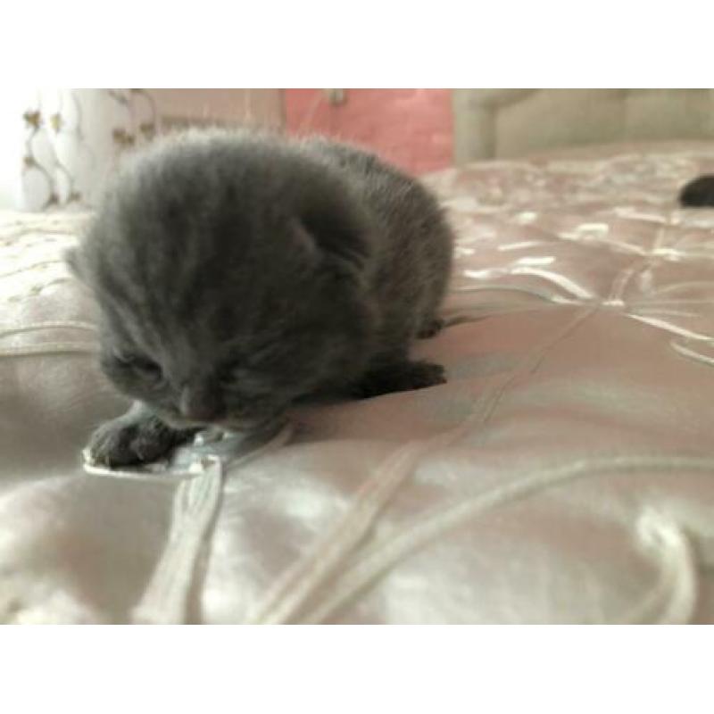 Nu te reserveren prachtige Britse korthaar kittens