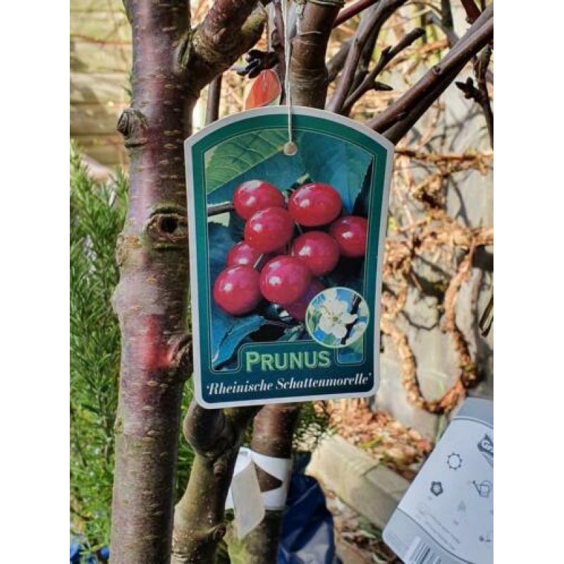Fruit bomen