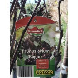 Fruit bomen