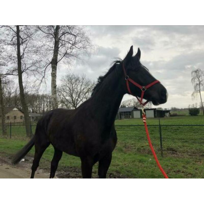 Mooie 5 jarige Ruin Onbeleerd