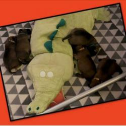 Bullmastiff pups uit Int.kampioen combi