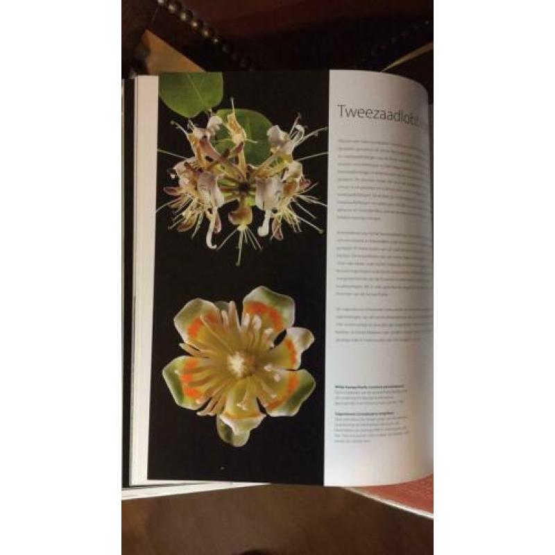 Botanisch boek voor tekenen.